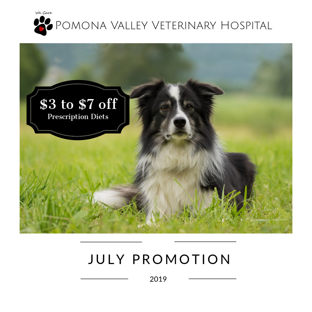 Veterinarian in Pomona, CA Pomona Valley Veterinary Hospital